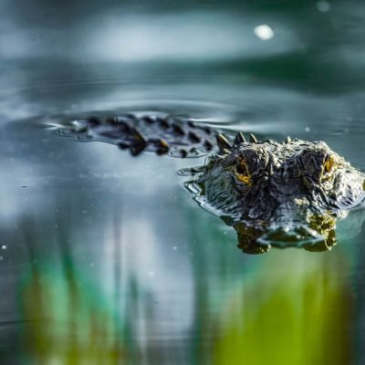 Woman dies after alligator bites off her arm in Florida